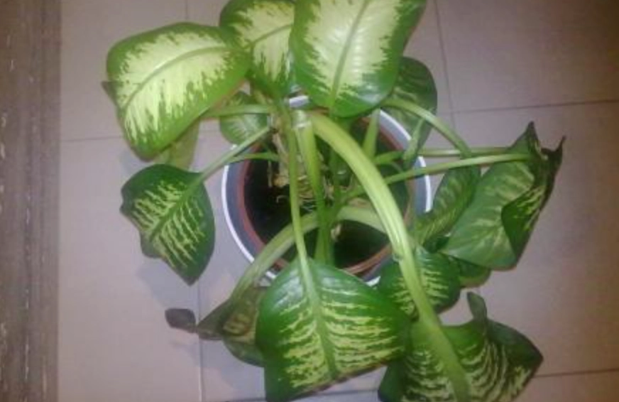 室內植物葉子下垂 室內植物葉子下垂