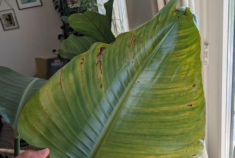 天堂鸟叶片黑斑