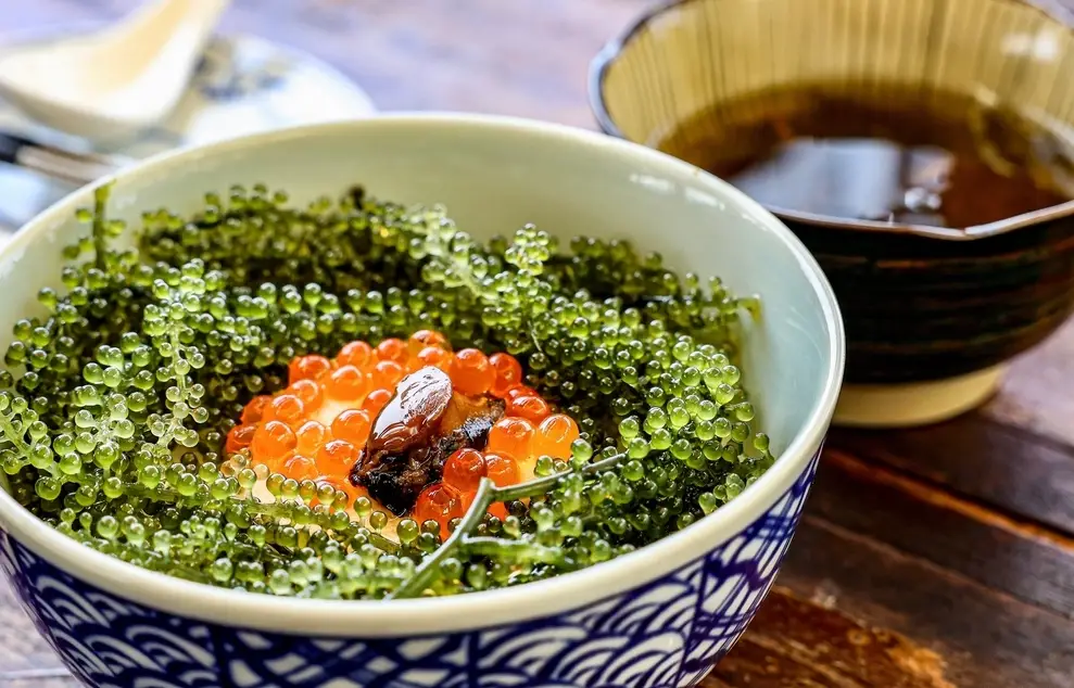 長莖葡萄蕨藻 長莖葡萄蕨藻