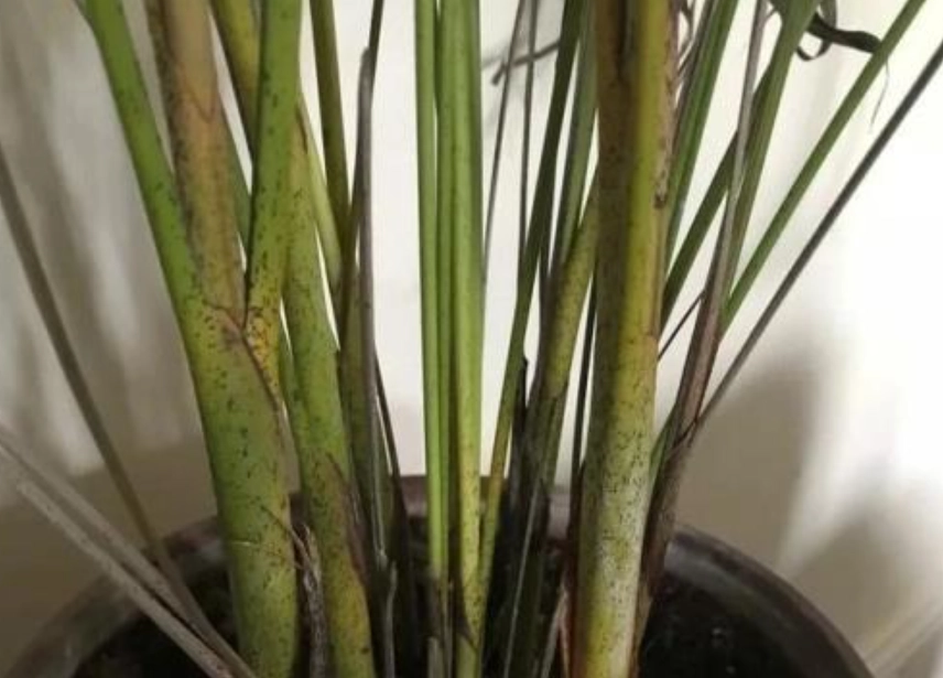 袖珍椰子 葉子枯黃