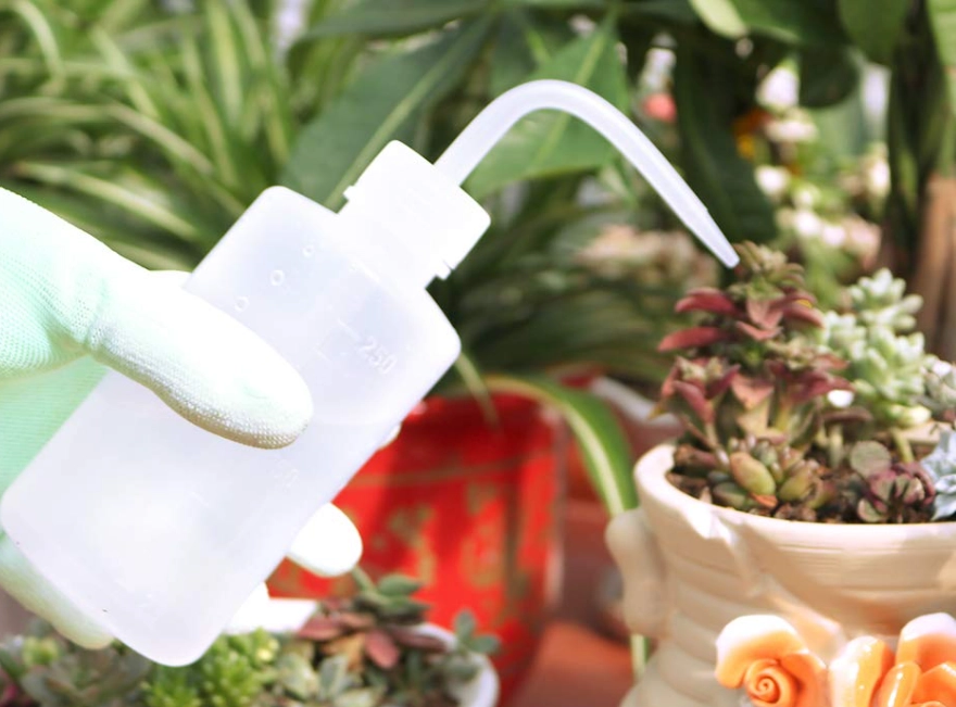 多肉植物澆水終極指南：告別爛根，掌握澆透、澆少的關鍵時機