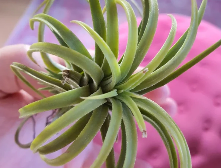空氣鳳梨分株 空氣鳳梨分株