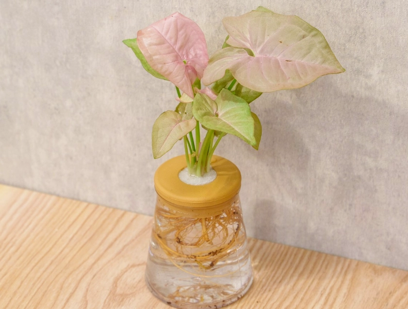 水耕 營養液 自來水 水耕 營養液 自來水