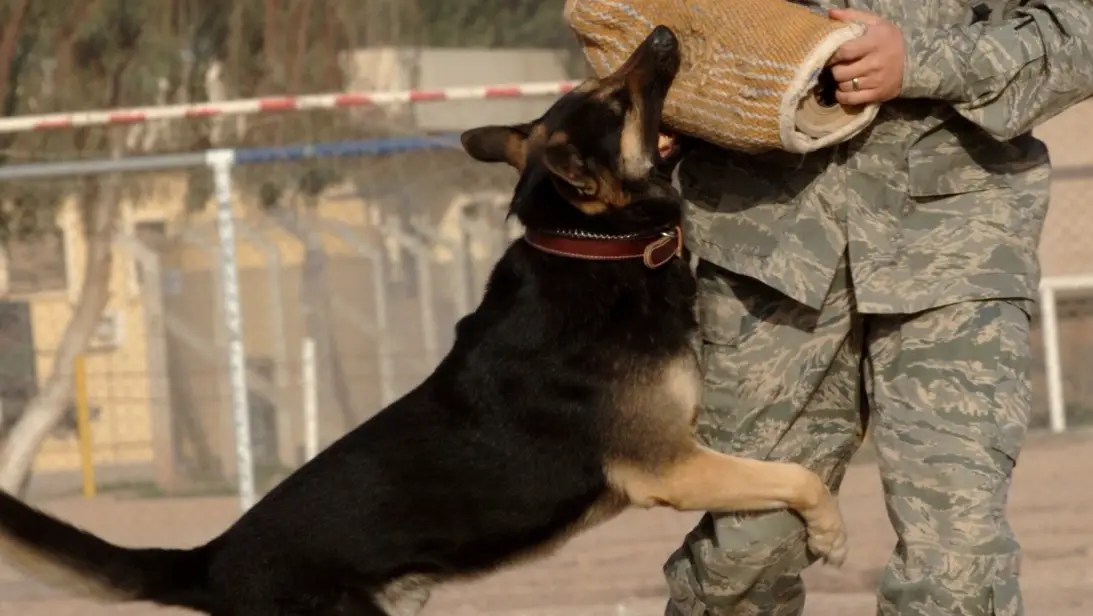 夢見被狗咬手臂
