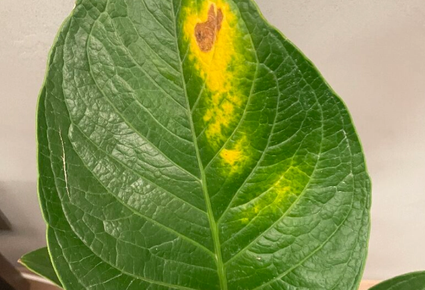 葉子有黃點原因