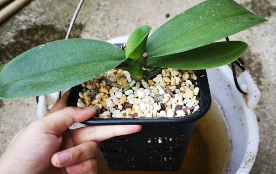 蝴蝶蘭 肥料 推薦