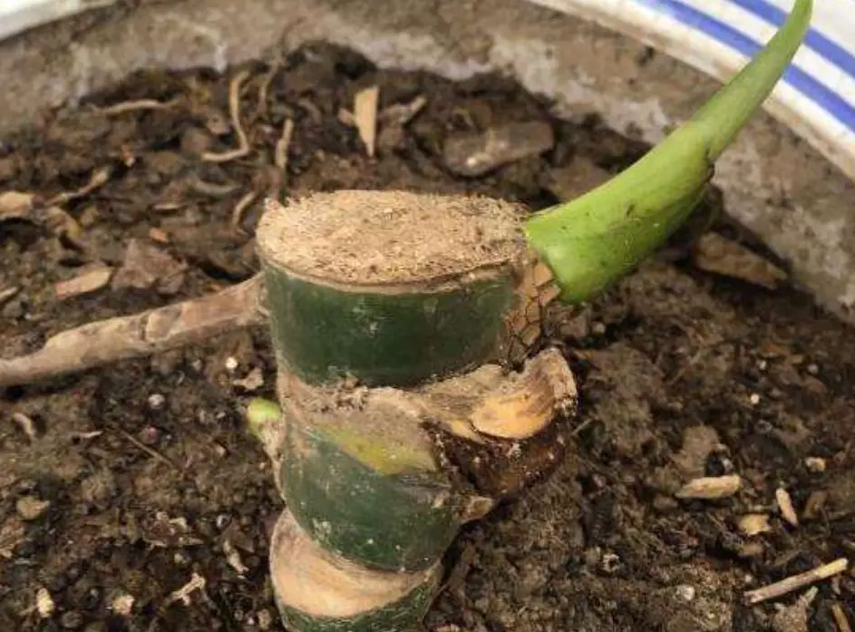 龜背芋發芽注意事項