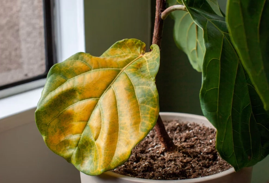 室內植物病害 室內植物病害