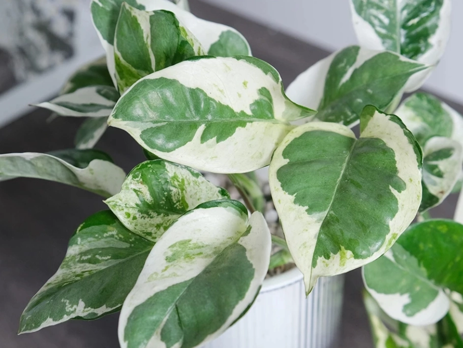 白金葛有毒嗎？家有毛孩必看的完整安全指南