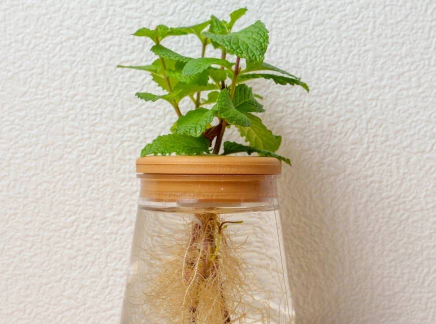 薄荷水耕