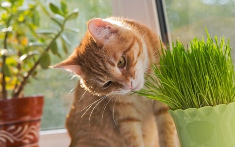 貓可以吃的植物 貓可以吃的植物