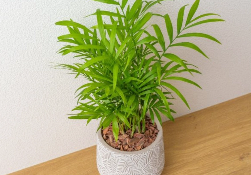 室內耐陰植物