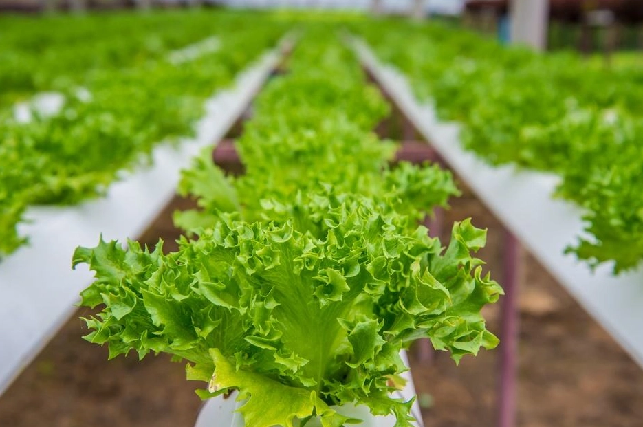 家庭水耕 家庭水耕