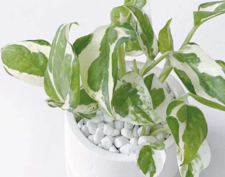 植物 中毒 處理