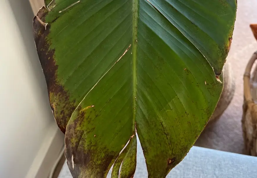 天堂鸟叶片黑斑