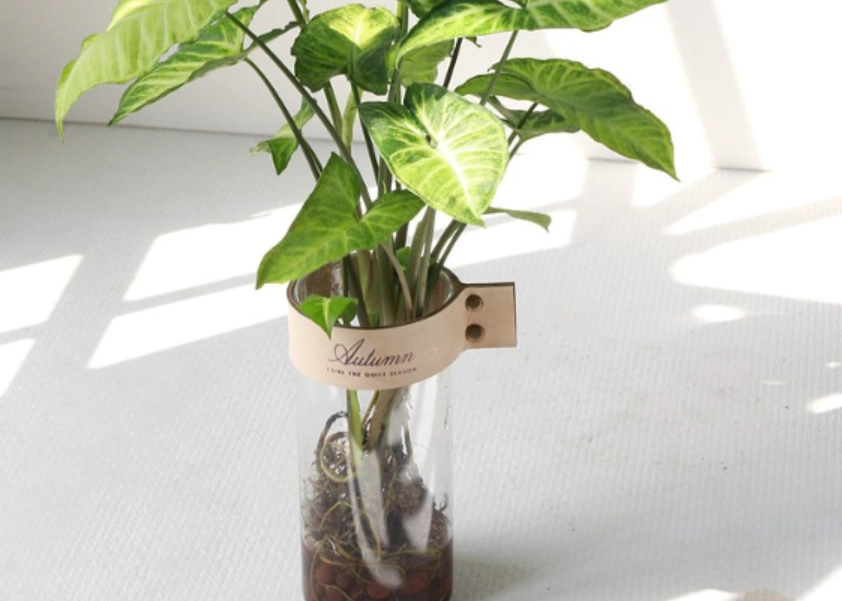 自來水 水耕 植物 自來水 水耕 植物