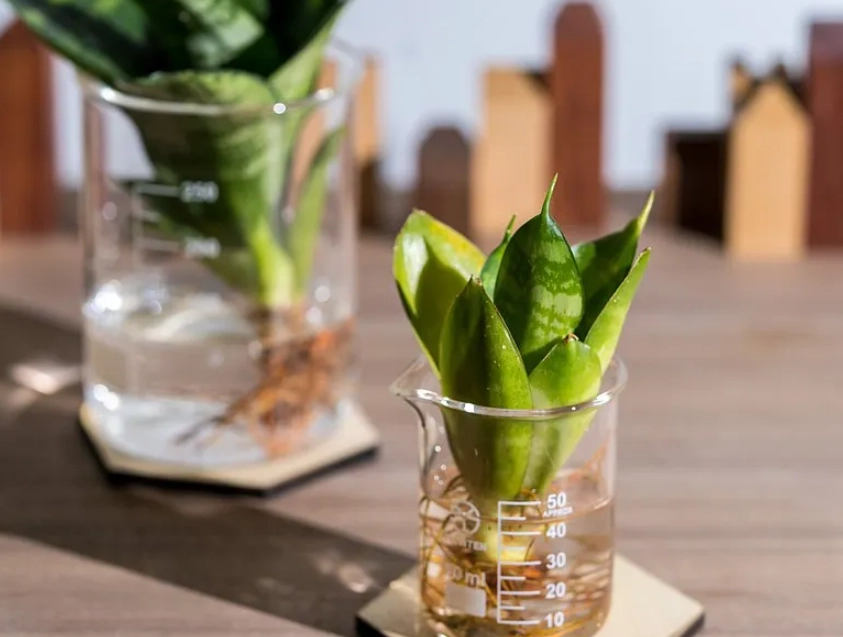 自來水 水耕 植物 自來水 水耕 植物