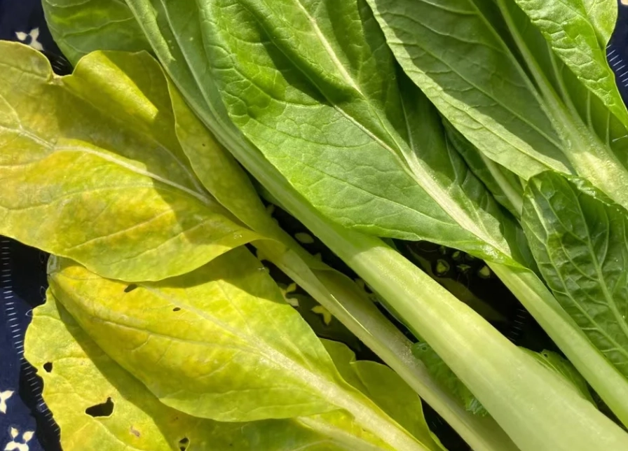 青菜葉子變黃