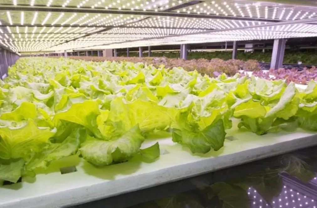 水培蔬菜 水培蔬菜