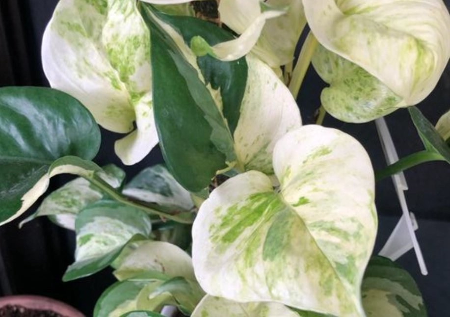 白金葛 寵物 安全