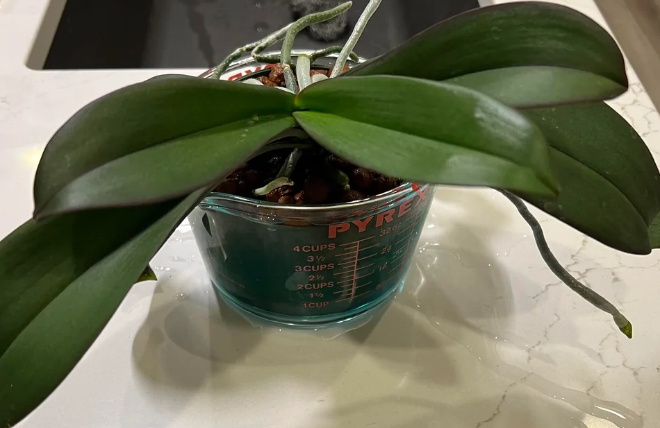 蝴蝶蘭 施肥 方法