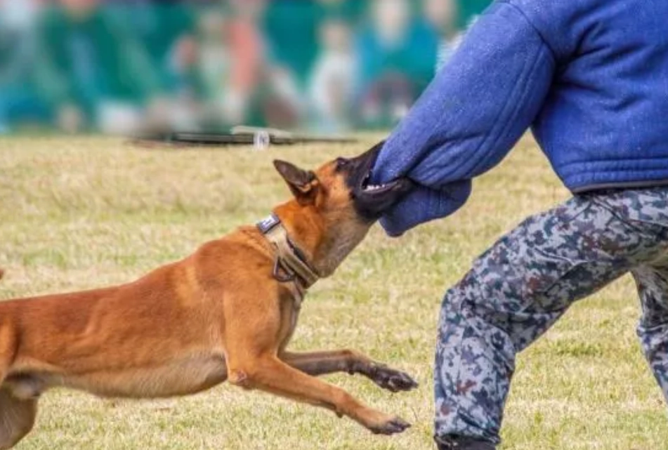 夢見被狗咬 周公解夢