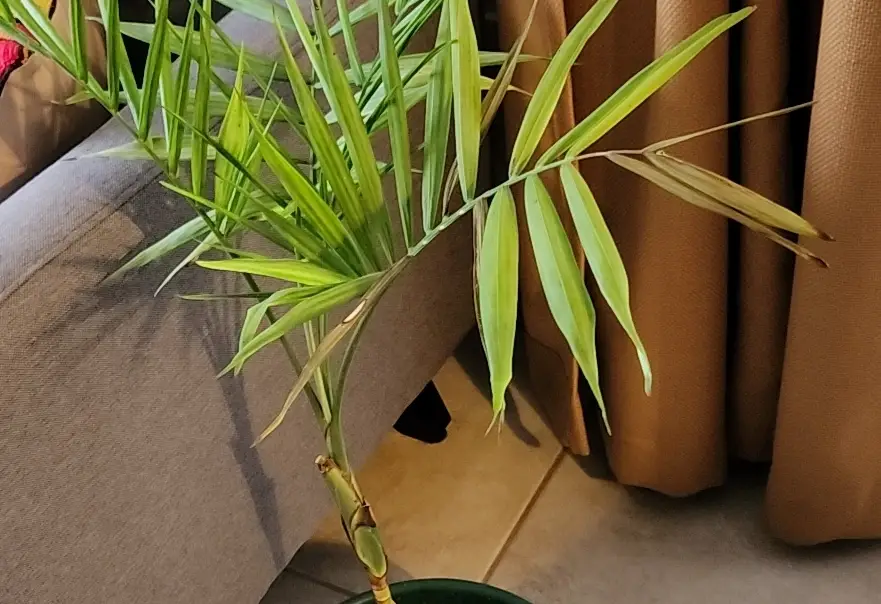 室內植物 枯黃 處理