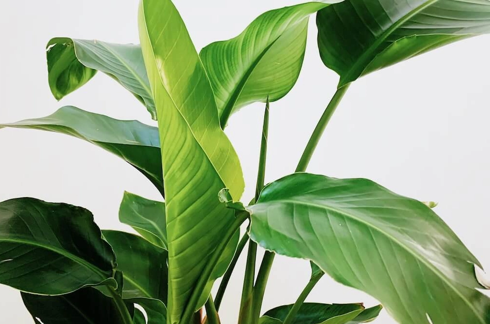 天堂鳥葉片基礎解析與進階養護指南：從挑選到爆盆