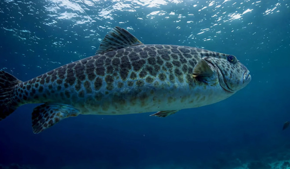 夢見大魚 周公解夢