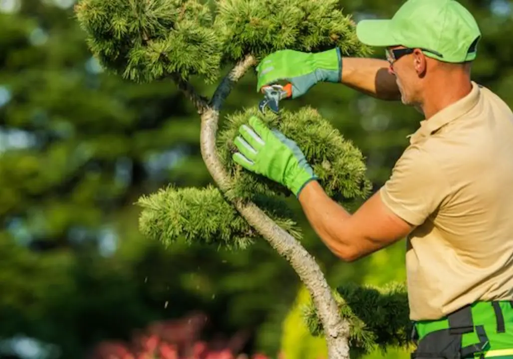 小樹修剪指南：從工具選擇到步驟教學，新手也能打造健康樹型