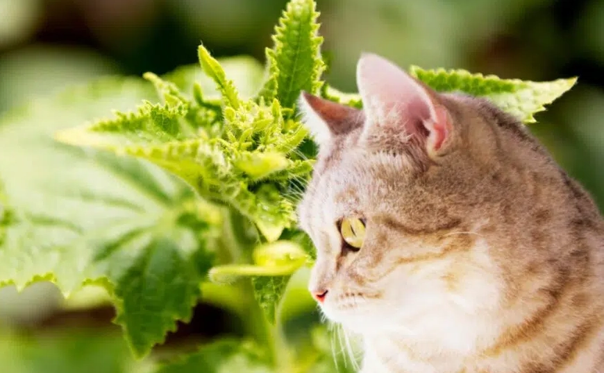 貓咪安全植物 貓咪安全植物