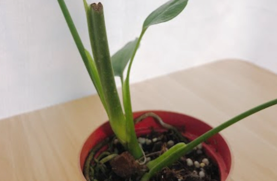 龜背芋發芽注意事項