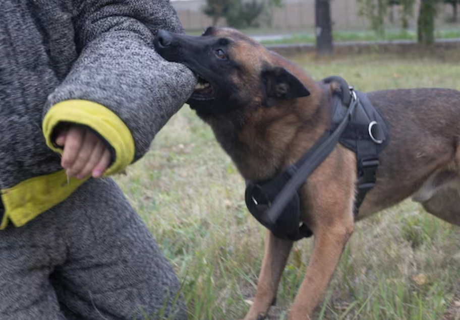 夢見被狗咬手臂