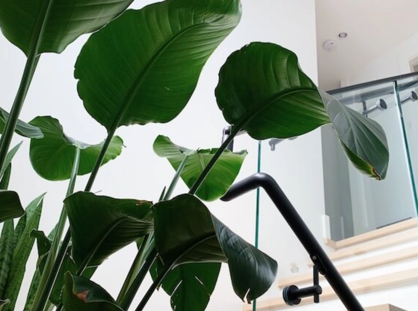 天堂鳥 葉子 變黃