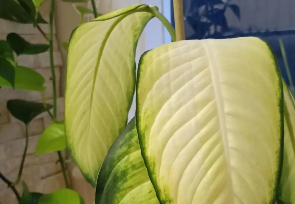 黛粉葉葉子下垂 黛粉葉葉子下垂