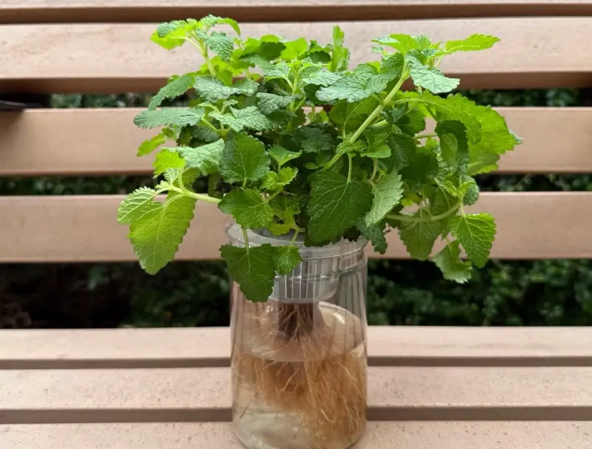 水種薄荷葉全攻略：從入門到爆盆的實戰養護技巧