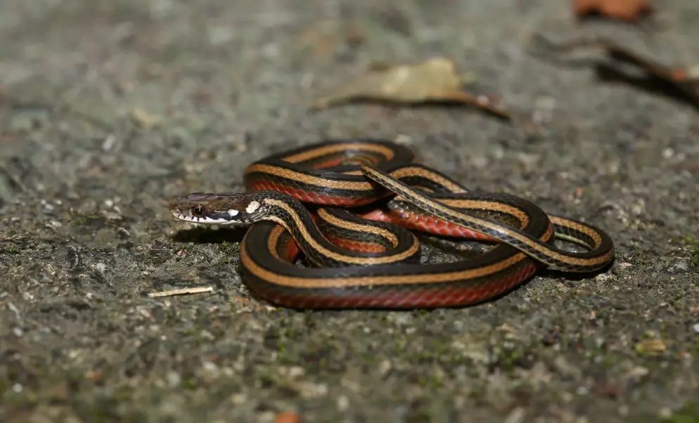 夢到很多蛇 解夢