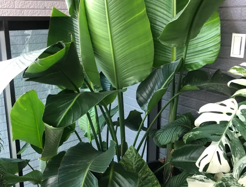 天堂鳥葉片 照顧