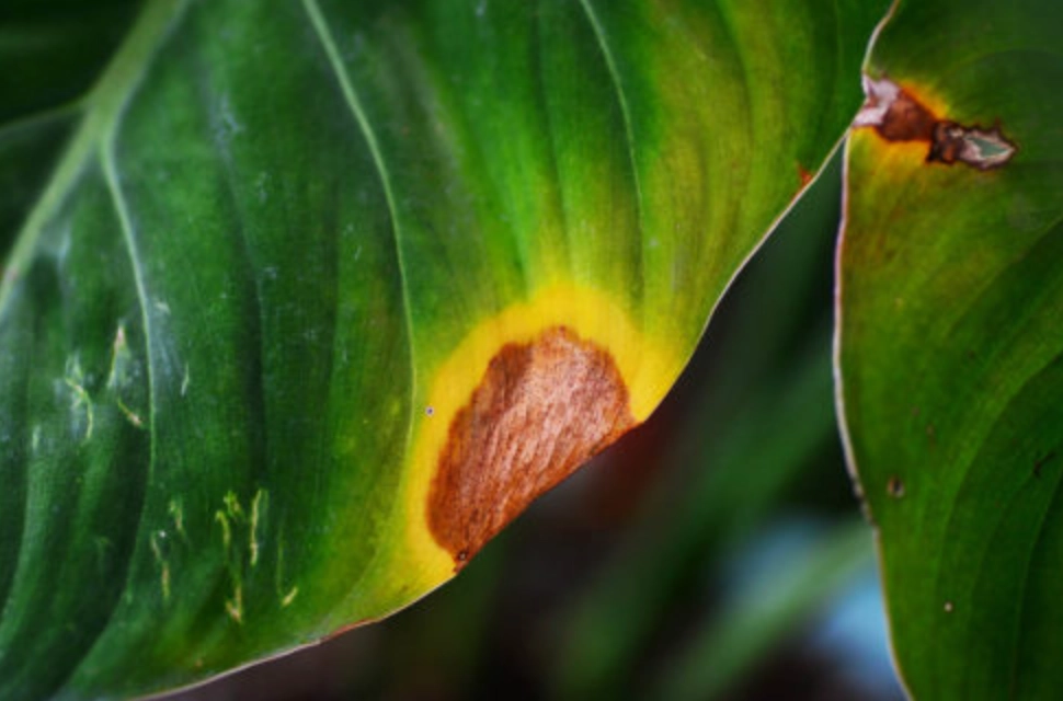 植物葉子有黃點怎麼辦？快速診斷與完整解決指南