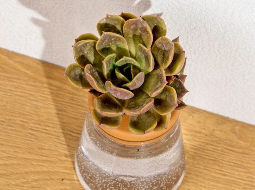 多肉植物水耕