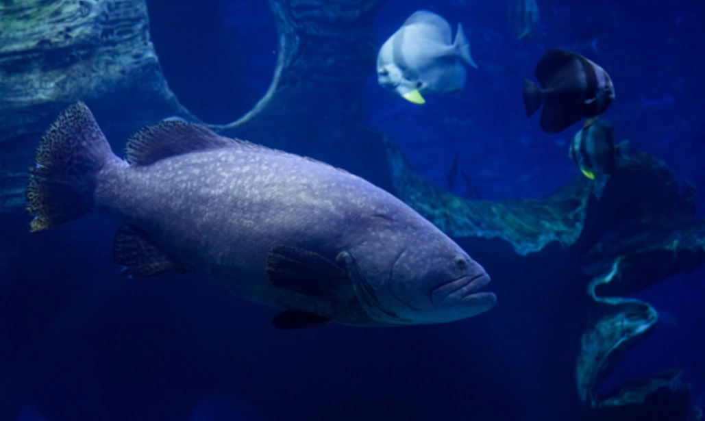 夢到大魚在游的深層意涵：解開財富、自由與潛意識的密碼