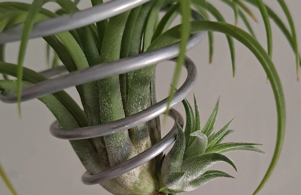 空氣鳳梨分株 空氣鳳梨分株