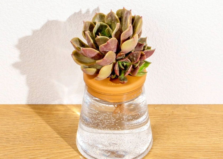 多肉植物水耕