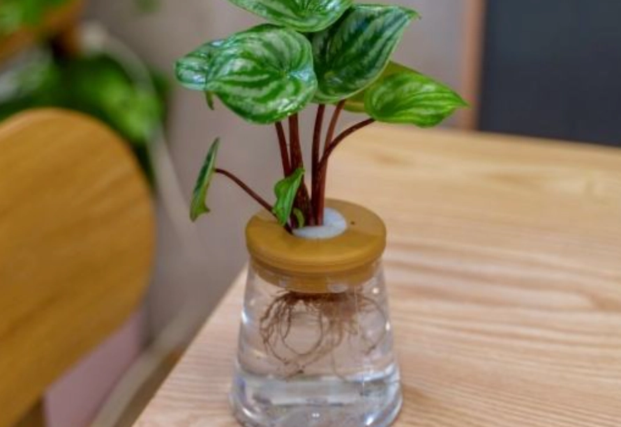 水耕植物自來水全攻略：安全使用、處理步驟與常見誤區一次搞懂