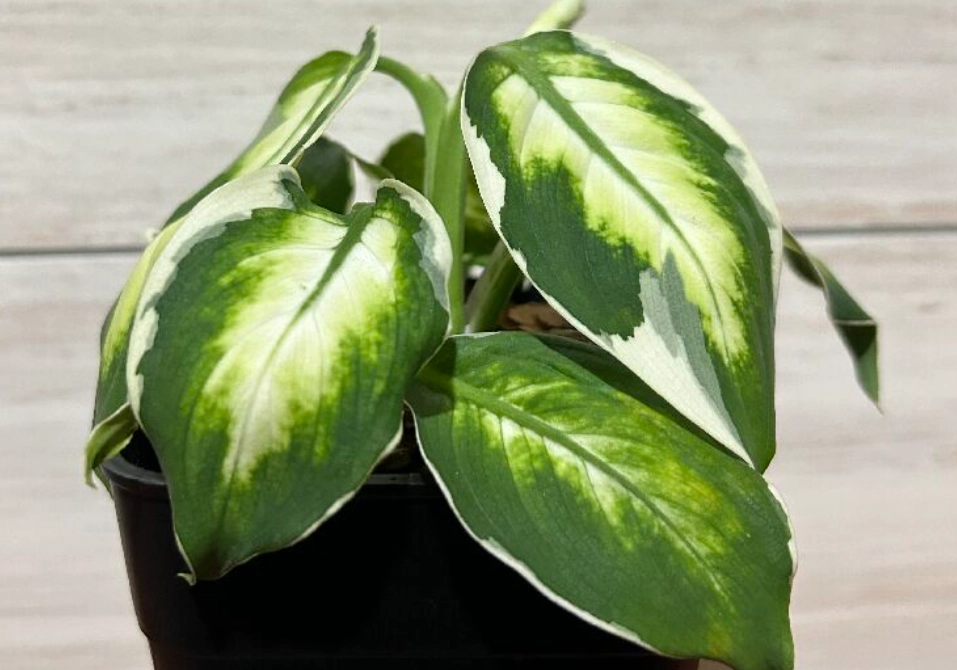 黛粉葉下垂的急救與復原指南：診斷原因與解決步驟