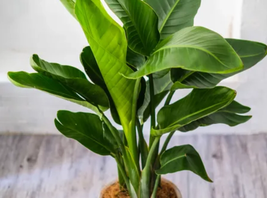 天堂鳥 葉子 變黃