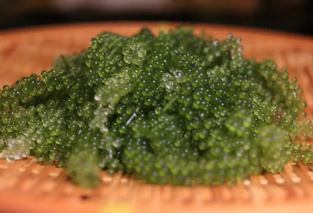 台灣海葡萄料理 台灣海葡萄料理