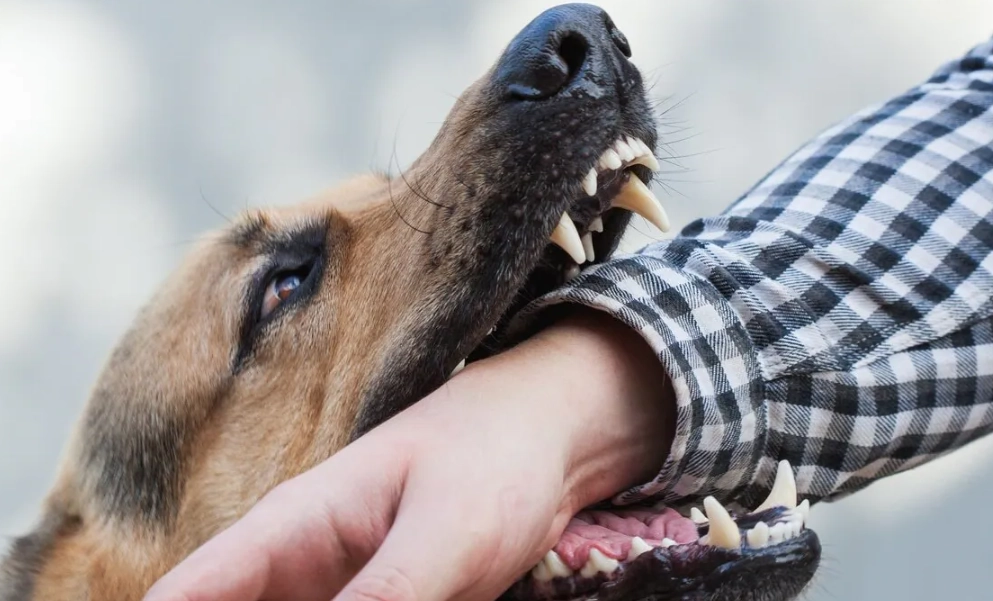 夢見被狗咬 周公解夢