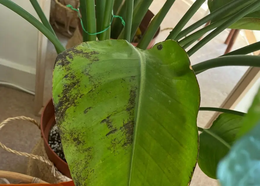 天堂鳥黑斑終極指南：從診斷到根治，拯救你的鶴望蘭