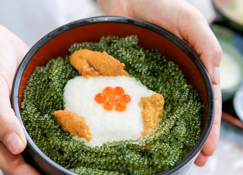 海葡萄種植 海葡萄種植